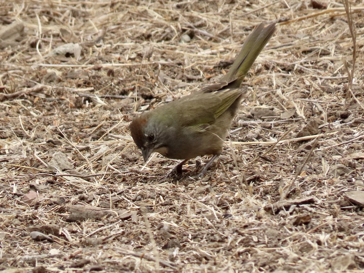 Green-tailed Towhee - ML402448561