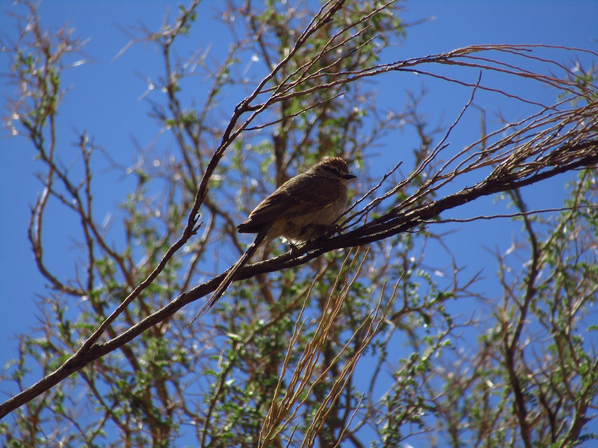 Plain-mantled Tit-Spinetail - ML402448911