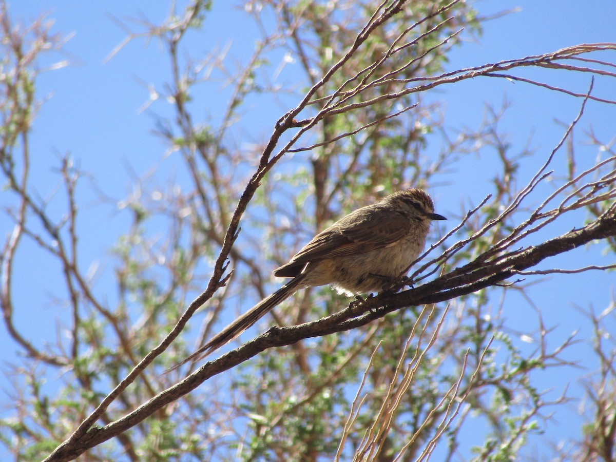 Plain-mantled Tit-Spinetail - ML402448931