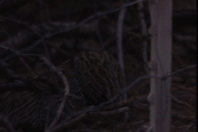 Montezuma Quail (Montezuma) - ML402449