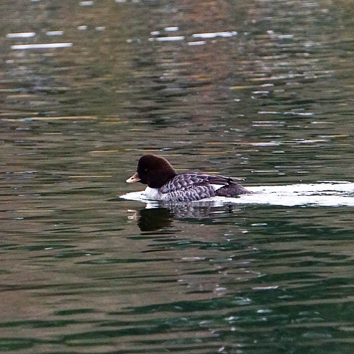 Barrow's Goldeneye - ML402449711