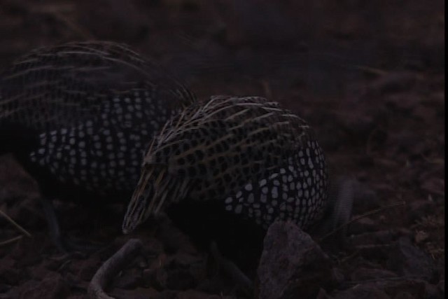 Montezuma Quail (Montezuma) - ML402450