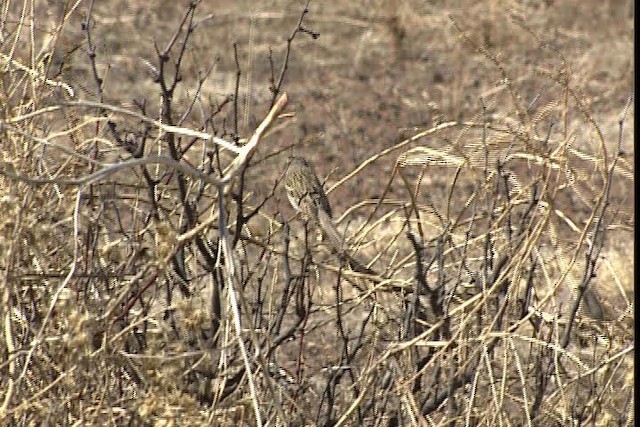 new world sparrow sp. - ML402451