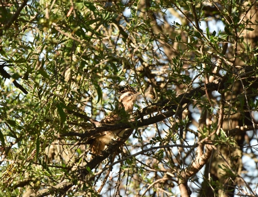 Striped Cuckoo - ML402452581