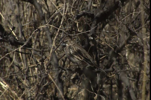 Lark Bunting - ML402453