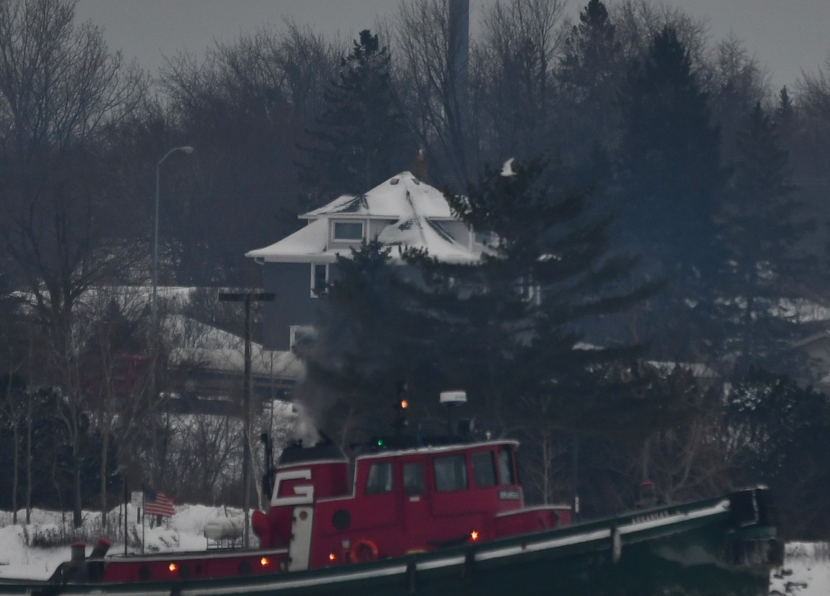 Ivory Gull - Clinton Dexter-Nienhaus