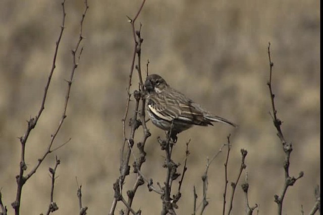 Lark Bunting - ML402454