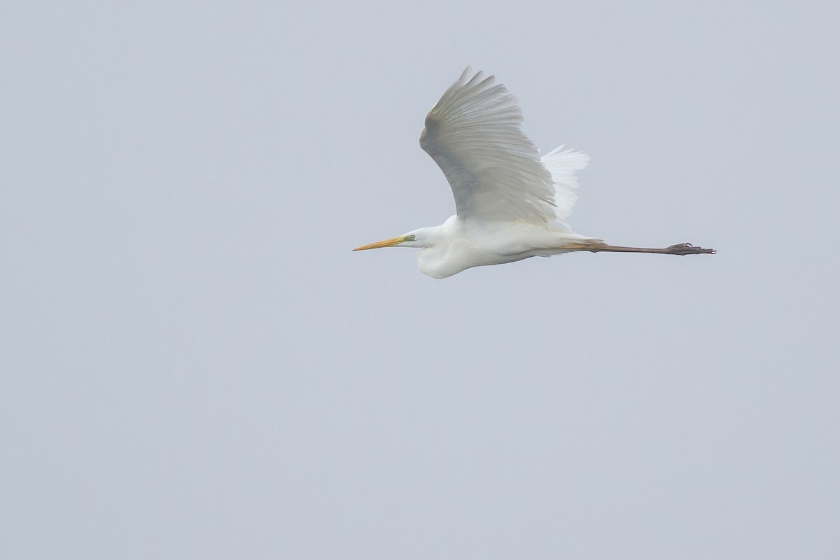 Great Egret - ML402454141