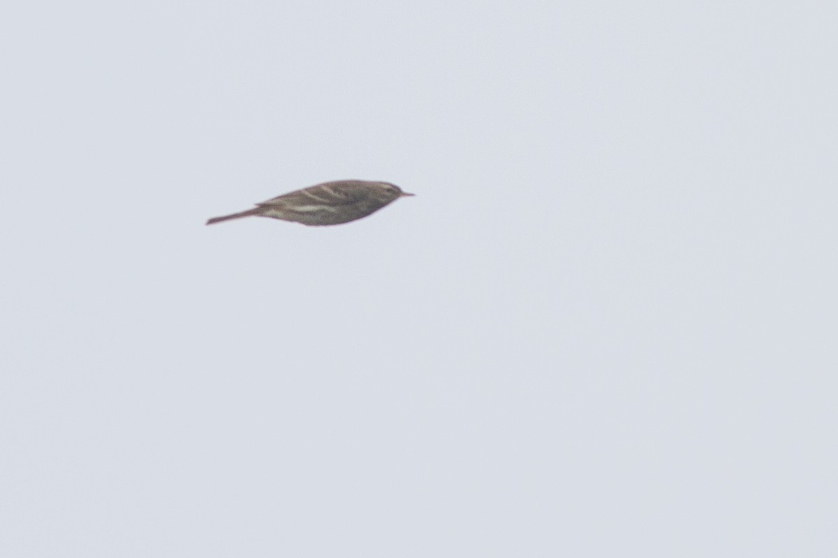 Water Pipit - ML402454181
