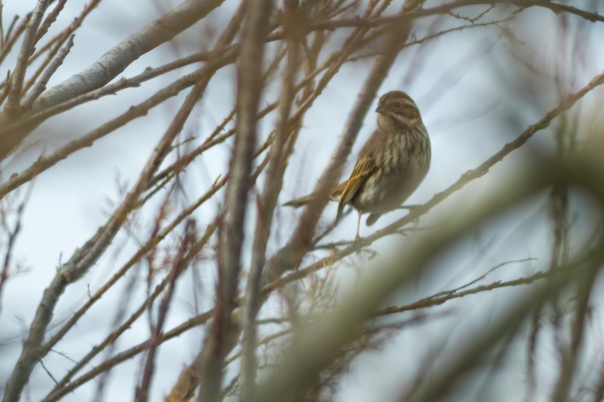 Reed Bunting - ML402454351