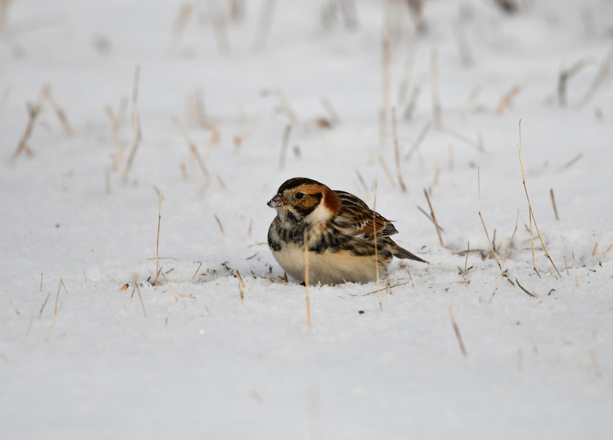 Lapland Longspur - ML402454431