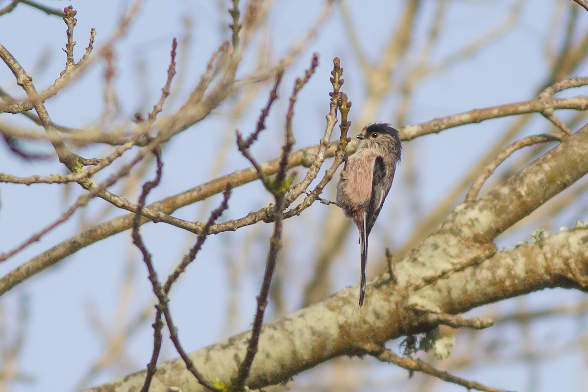 Long-tailed Tit - ML402454521