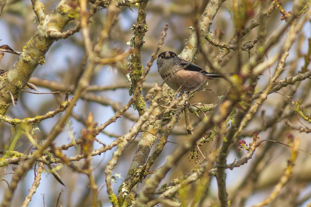 Long-tailed Tit - ML402454551