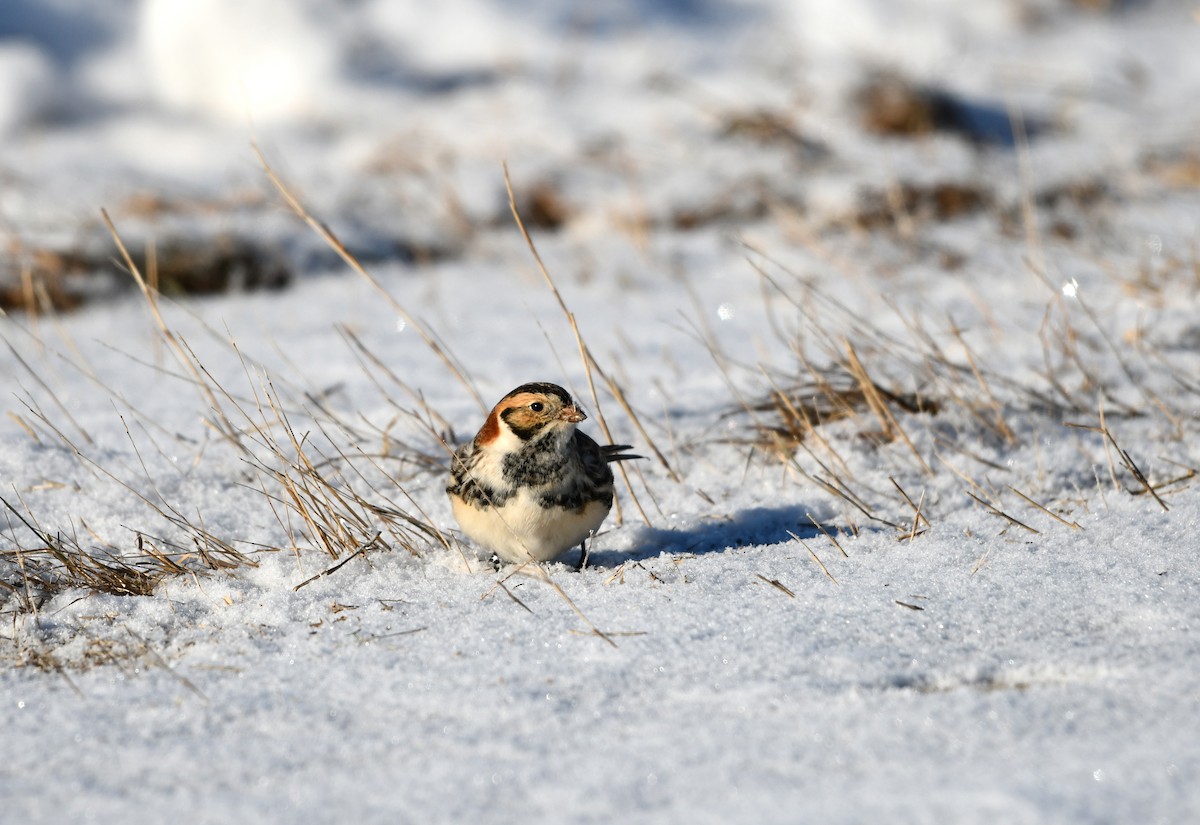 Lapland Longspur - ML402454811