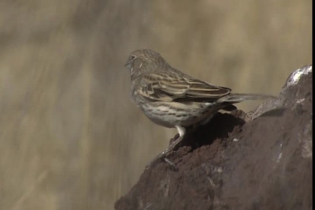 Lark Bunting - ML402455