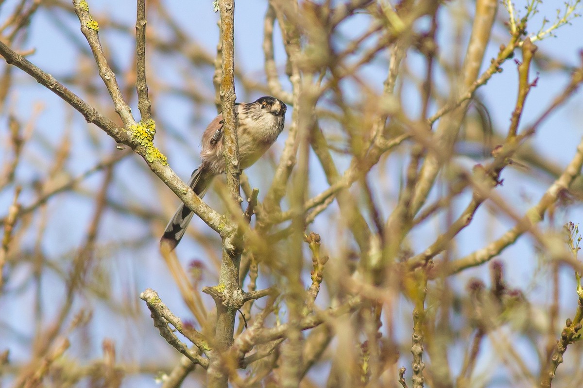 Long-tailed Tit - ML402455371