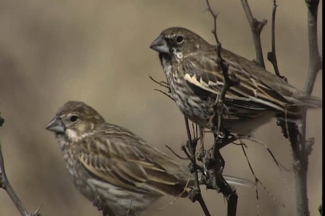 Lark Bunting - ML402456