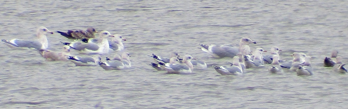 Short-billed Gull - ML40245701