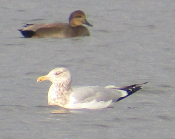 Herring Gull (American) - ML40245731