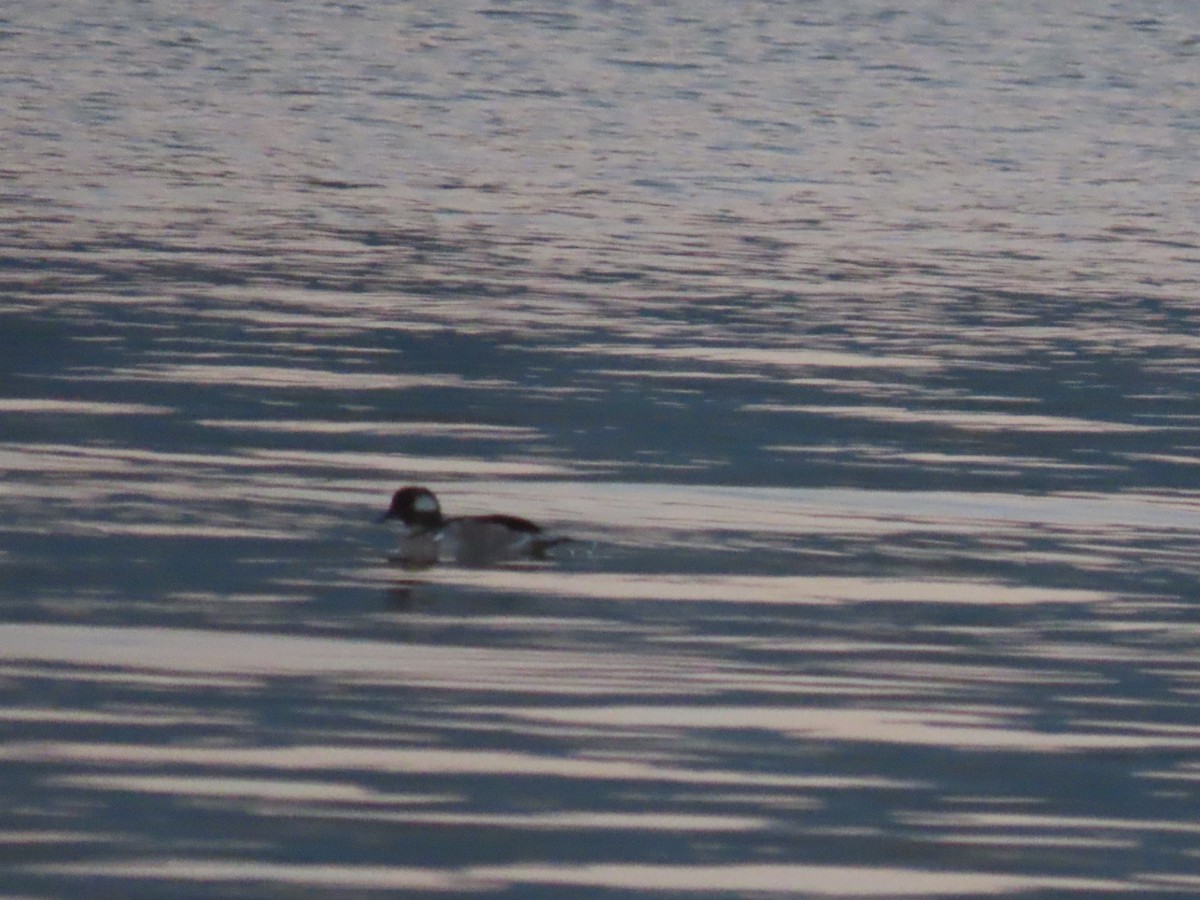 Bufflehead - Andrew Pratt