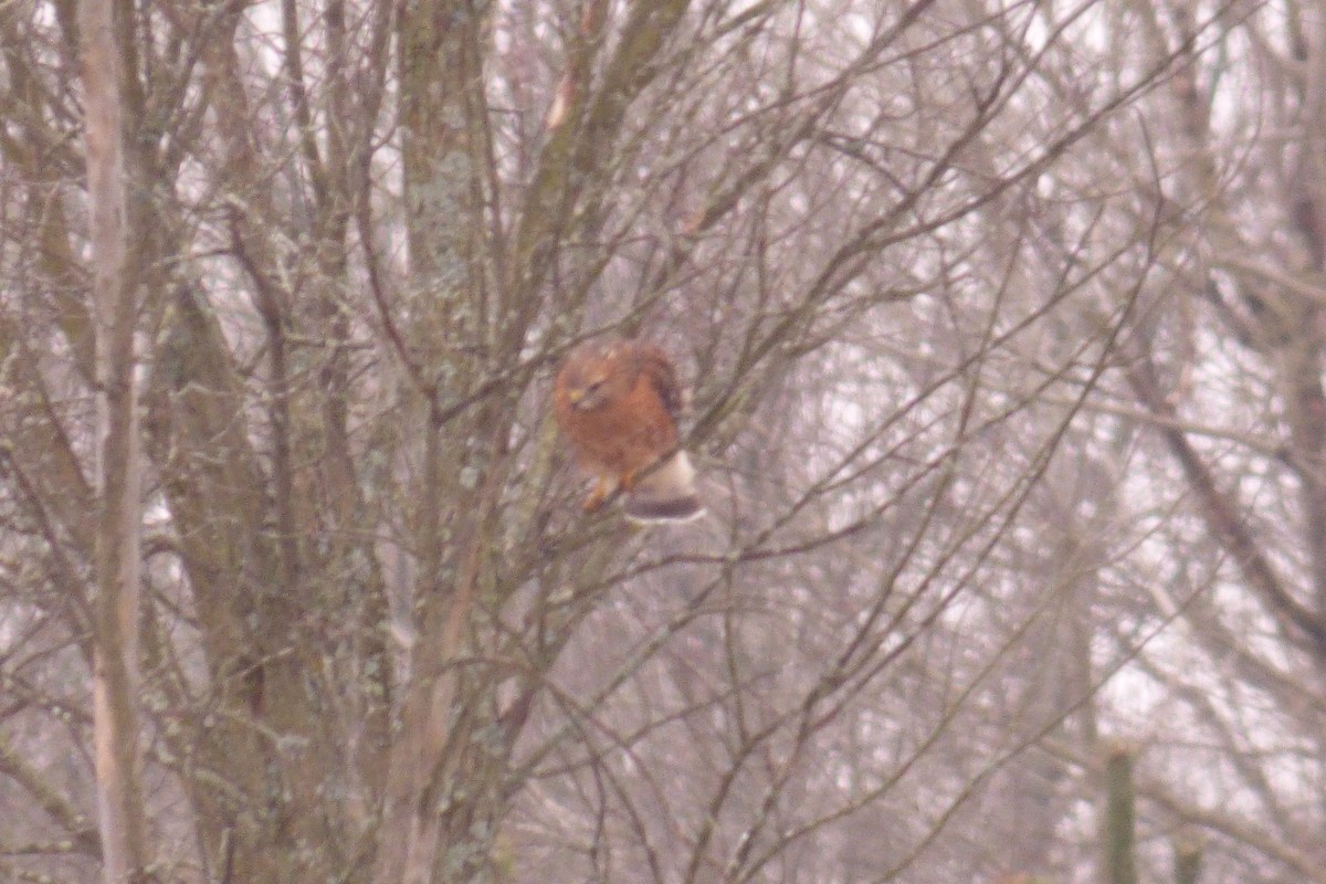 Red-shouldered Hawk - C Douglas