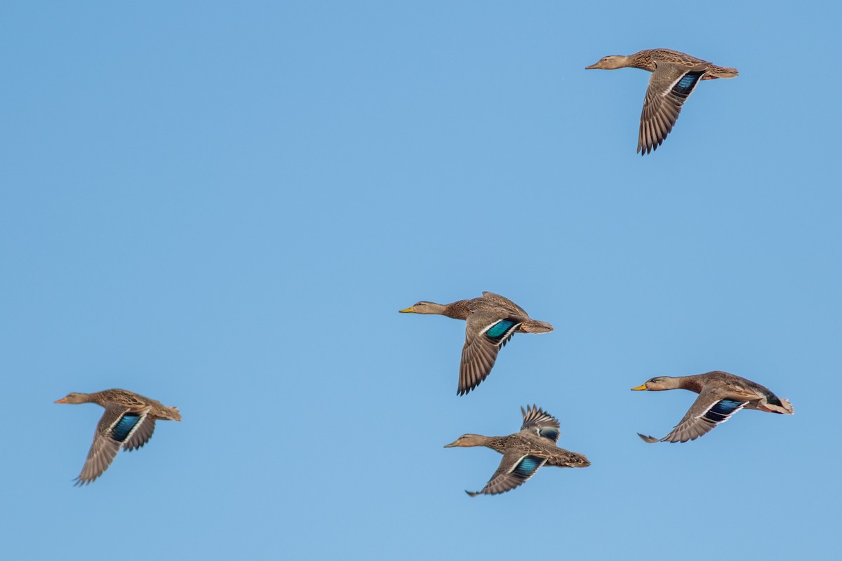 Mexican Duck - ML402458791