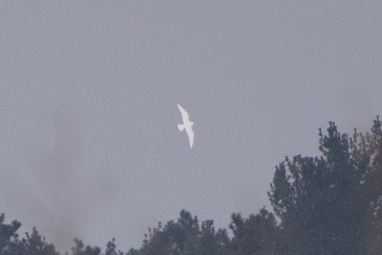 Ivory Gull - ML402460201