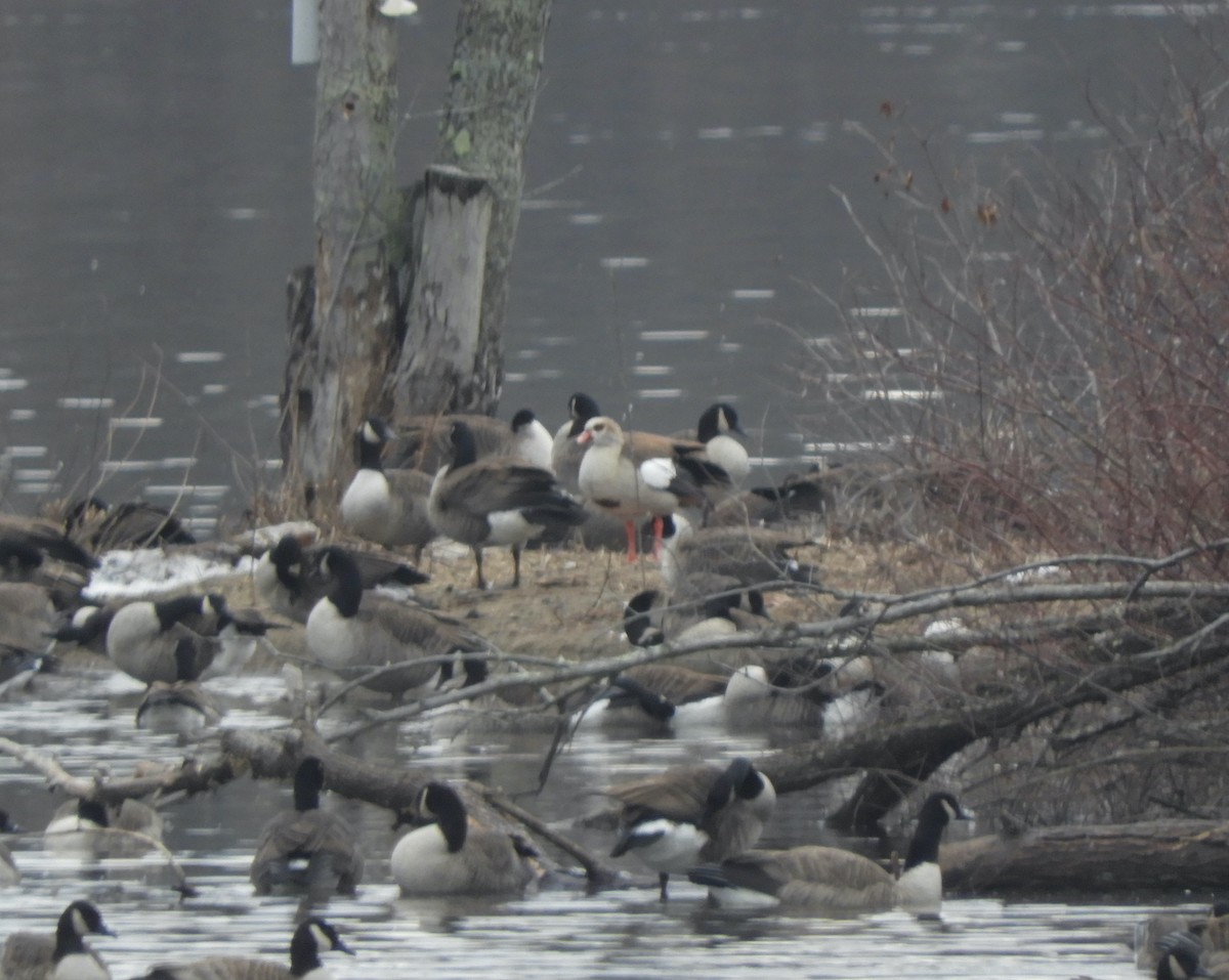 Egyptian Goose - ML402460291