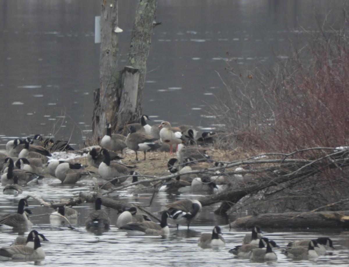 Egyptian Goose - John McKay