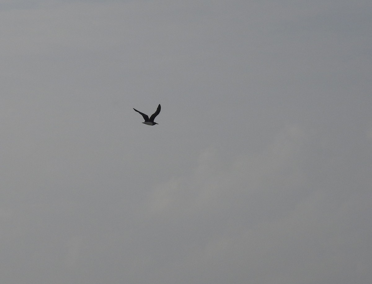 Аденская чайка - ML402462011