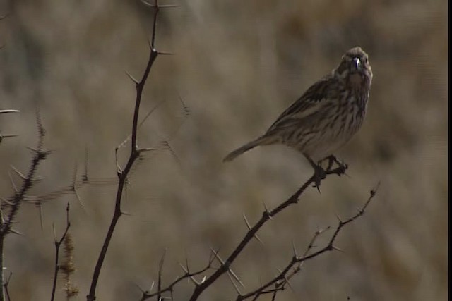 Lark Bunting - ML402463