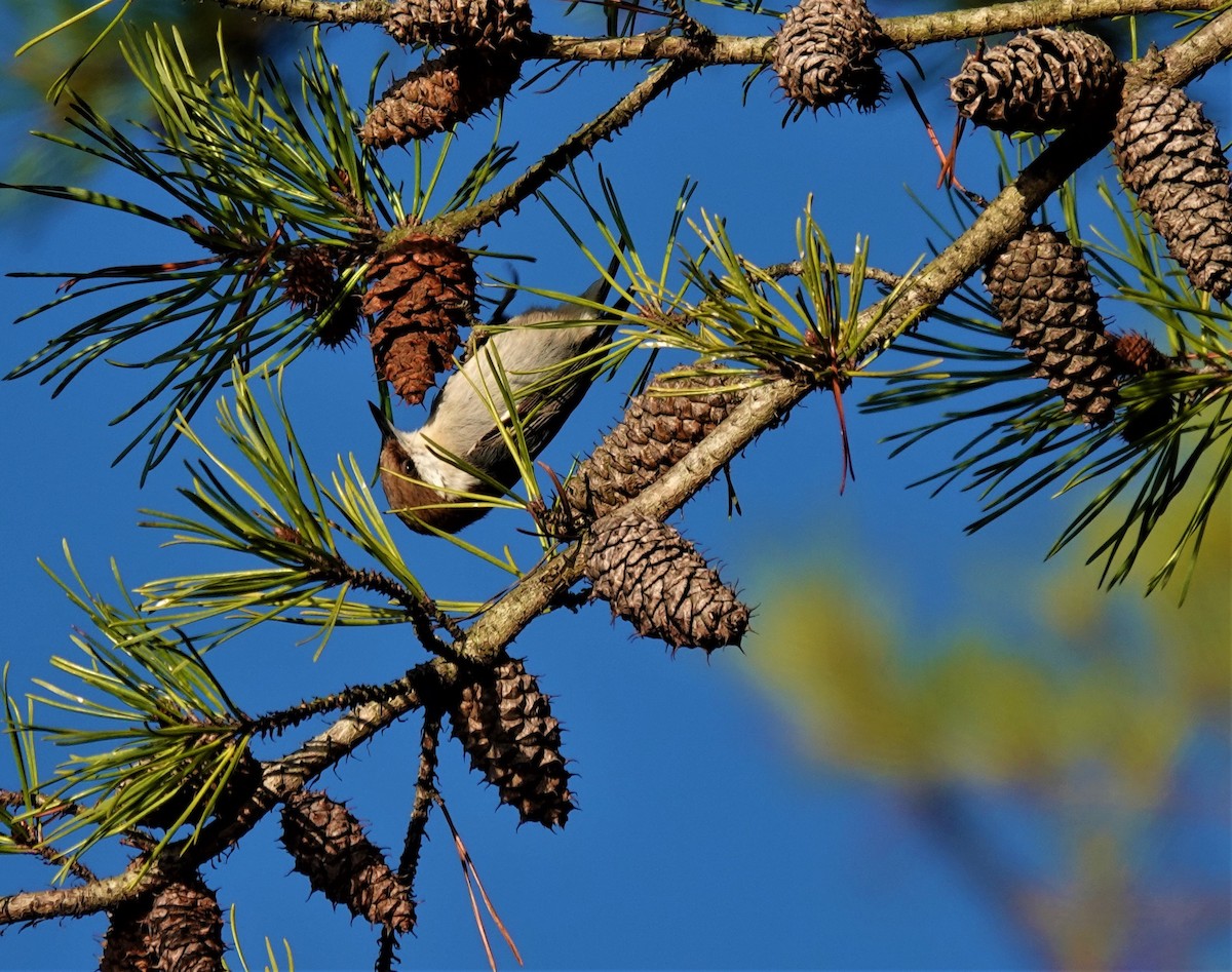 Brown-headed Nuthatch - ML402464221