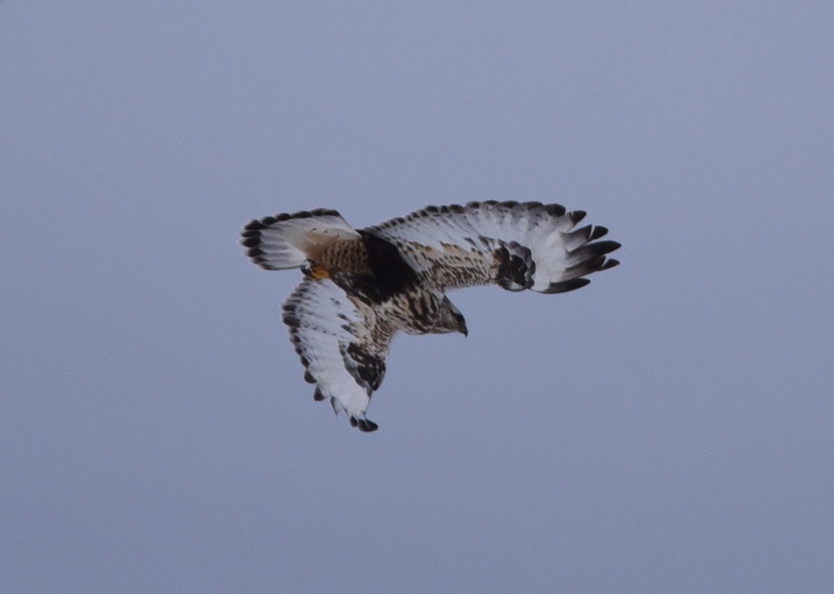 Rough-legged Hawk - ML402464401