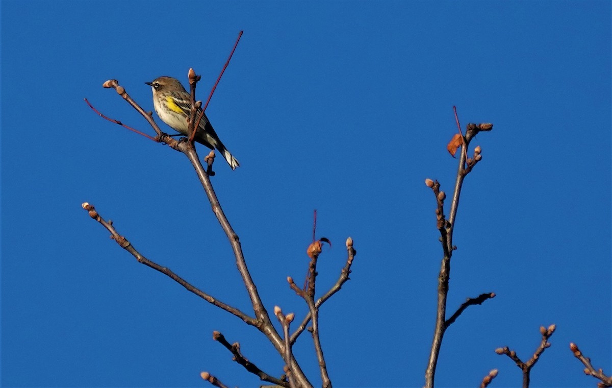 Yellow-rumped Warbler - ML402464551