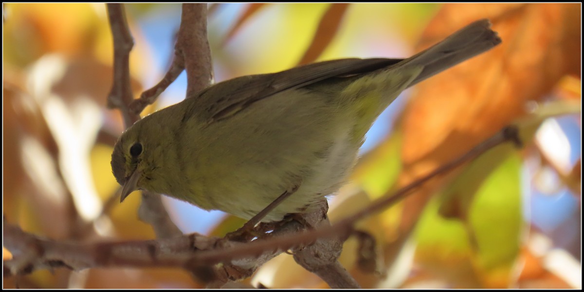 Orange-crowned Warbler - ML402465431