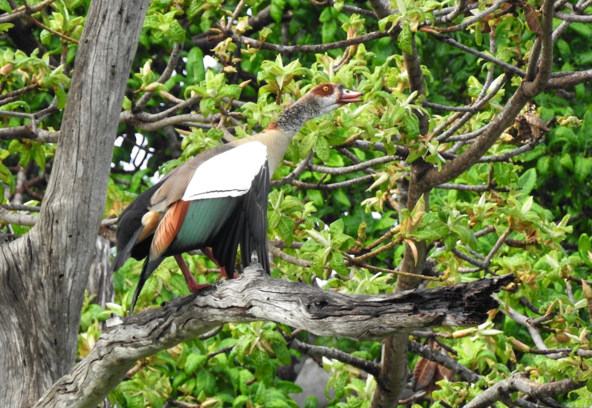 Egyptian Goose - Alice Boyle