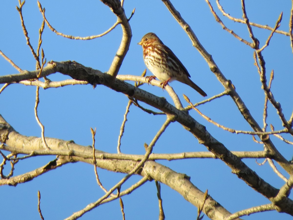 Fox Sparrow - ML40246691