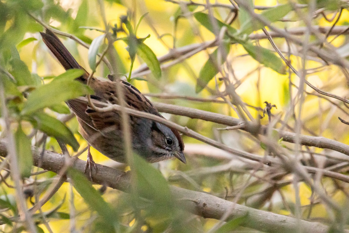 Swamp Sparrow - ML402467081