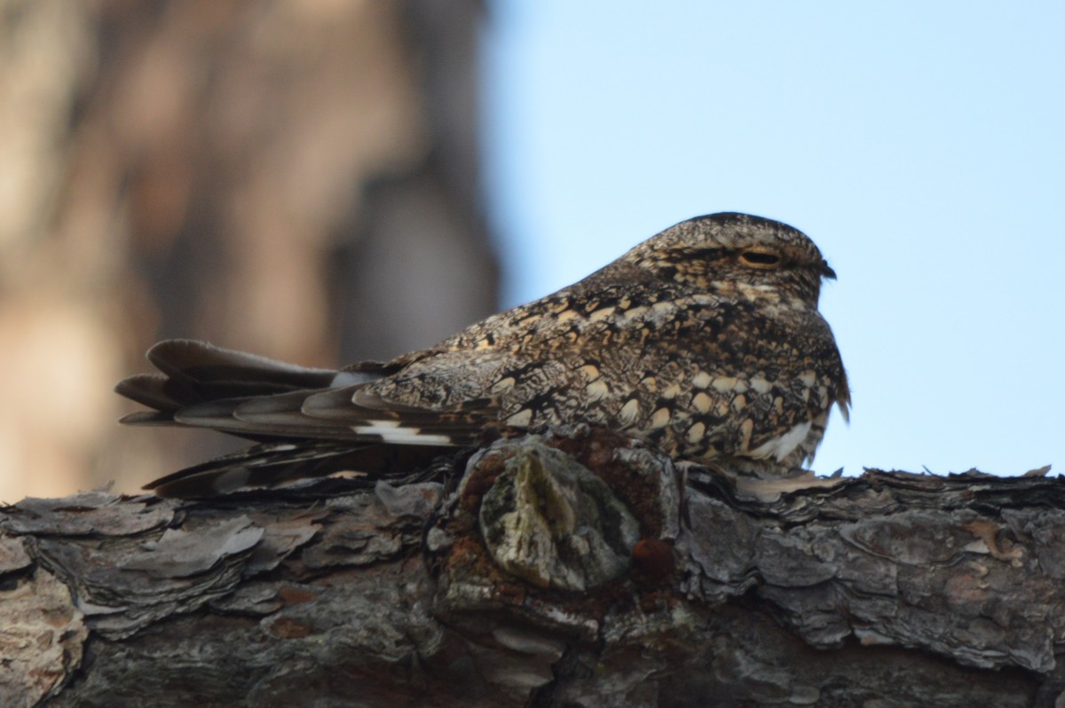 Lesser Nighthawk - ML40246711