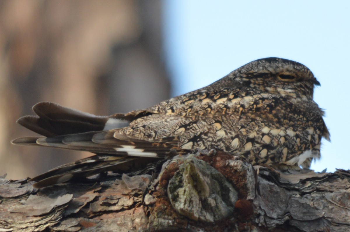 Lesser Nighthawk - ML40246721