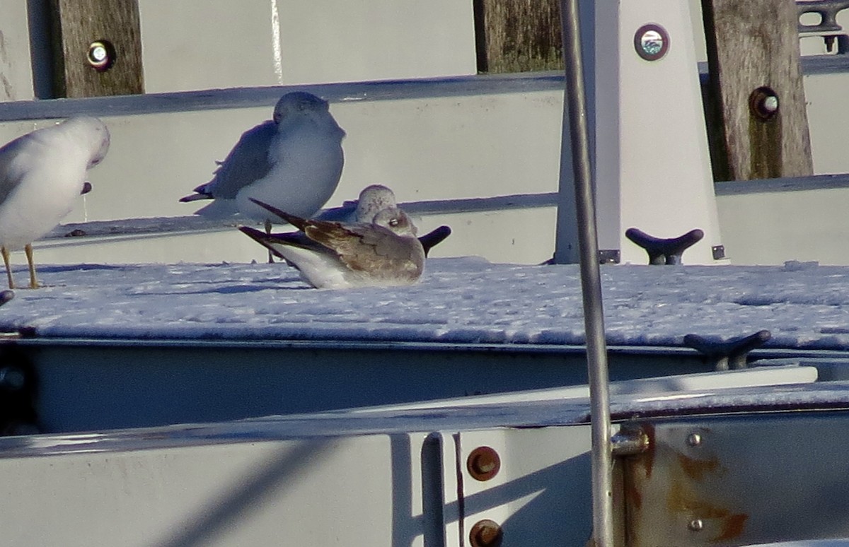 Laughing Gull - ML402467661