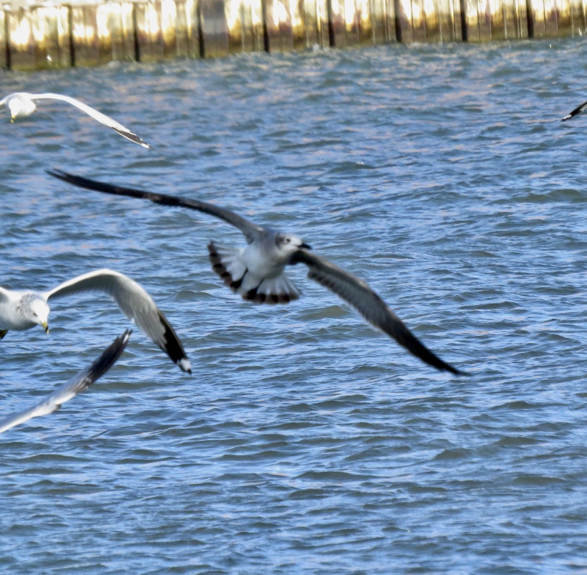 Gaviota Guanaguanare - ML402467911