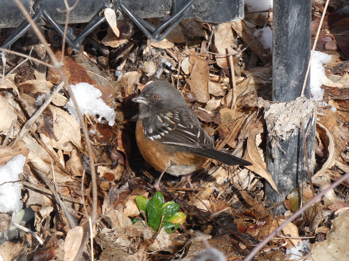 Spotted Towhee - ML402468251