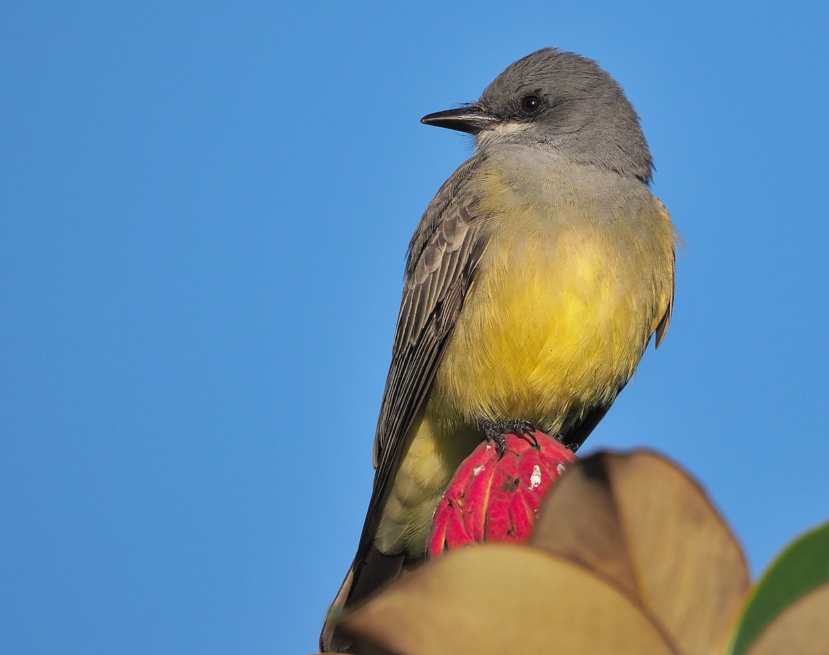 Cassin's Kingbird - ML402468681