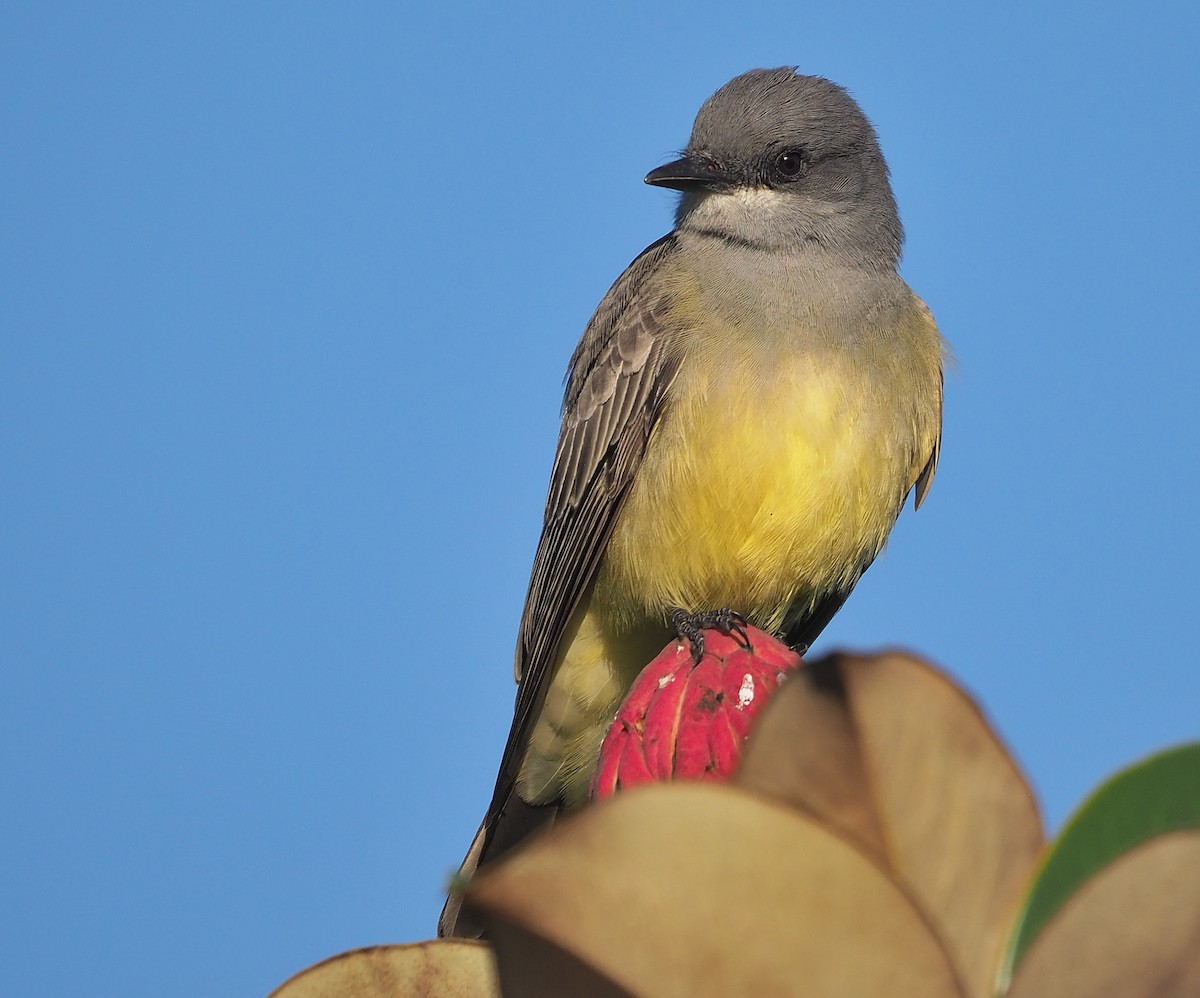 Cassin's Kingbird - ML402468701