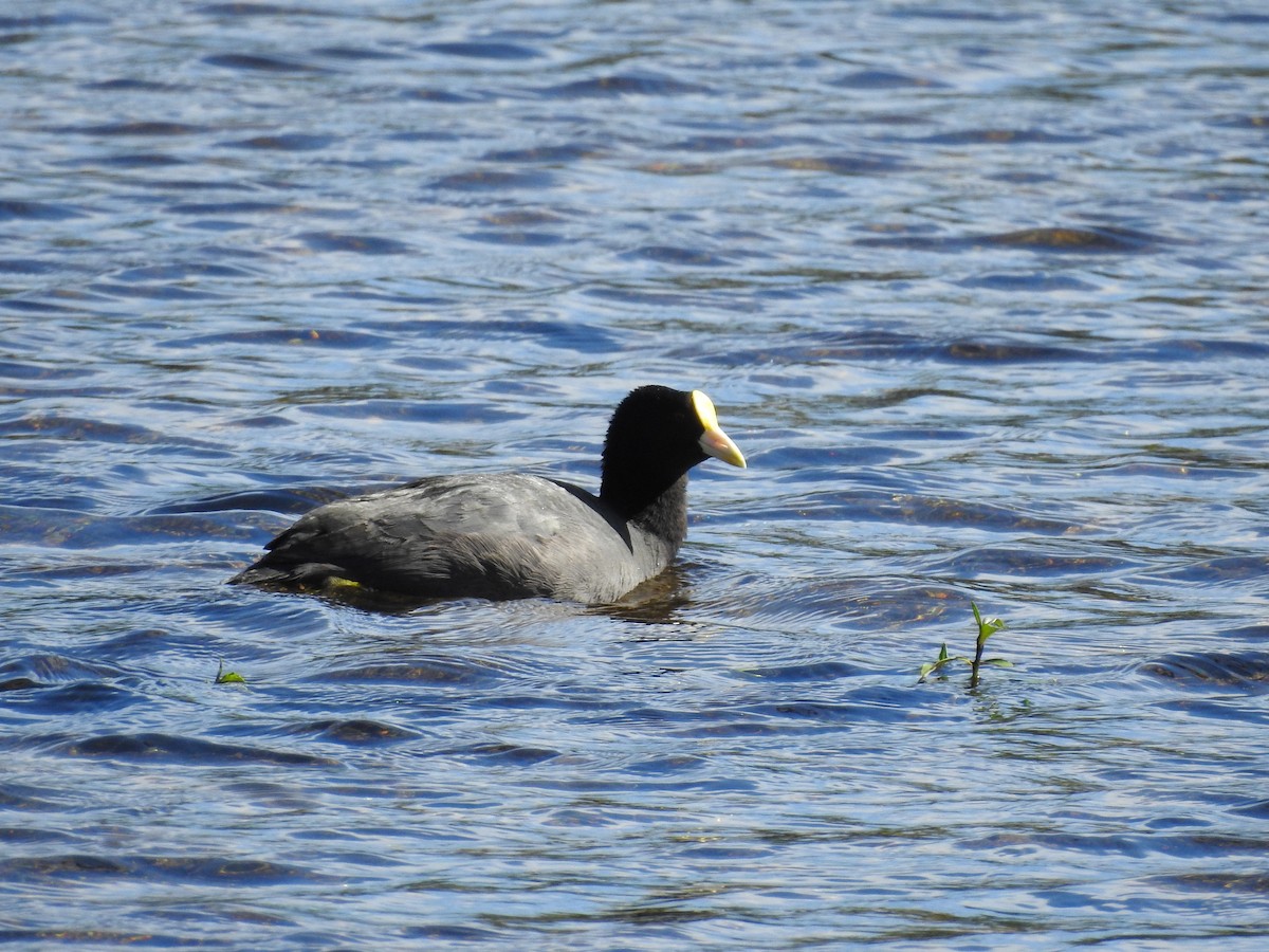 White-winged Coot - ML402473081