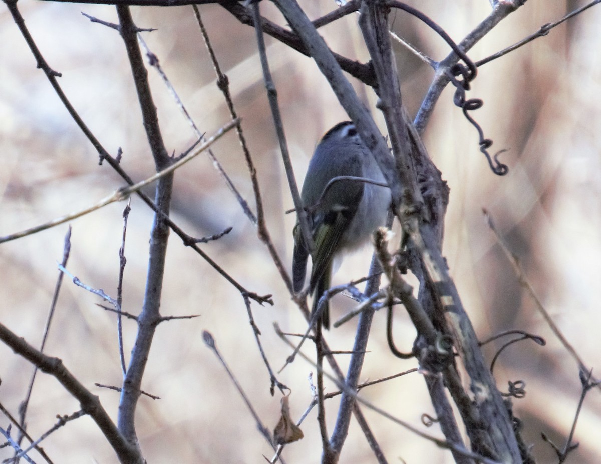 Golden-crowned Kinglet - Marcia Dunham