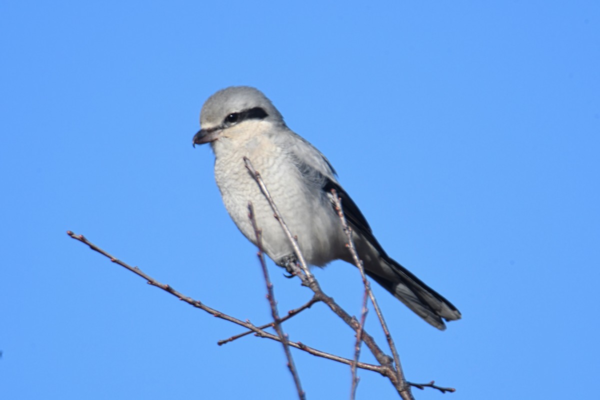 Northern Shrike - Michael  Aronson