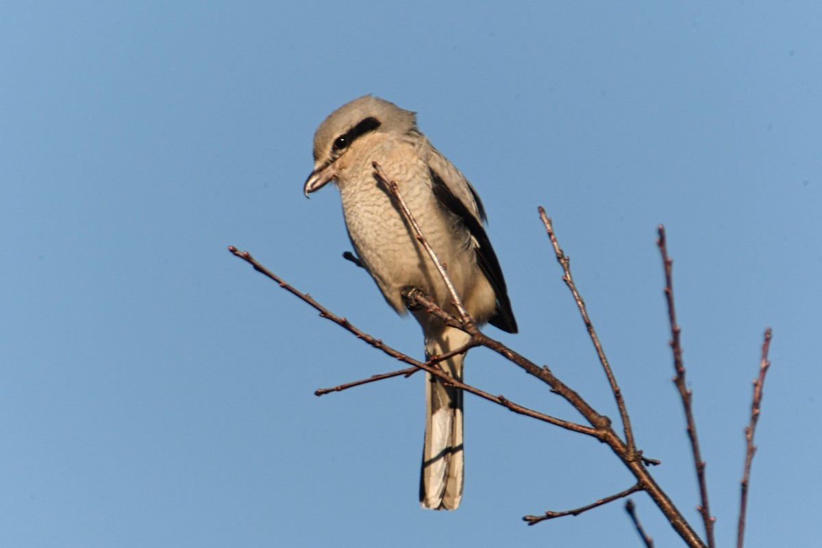 Northern Shrike - ML402473431