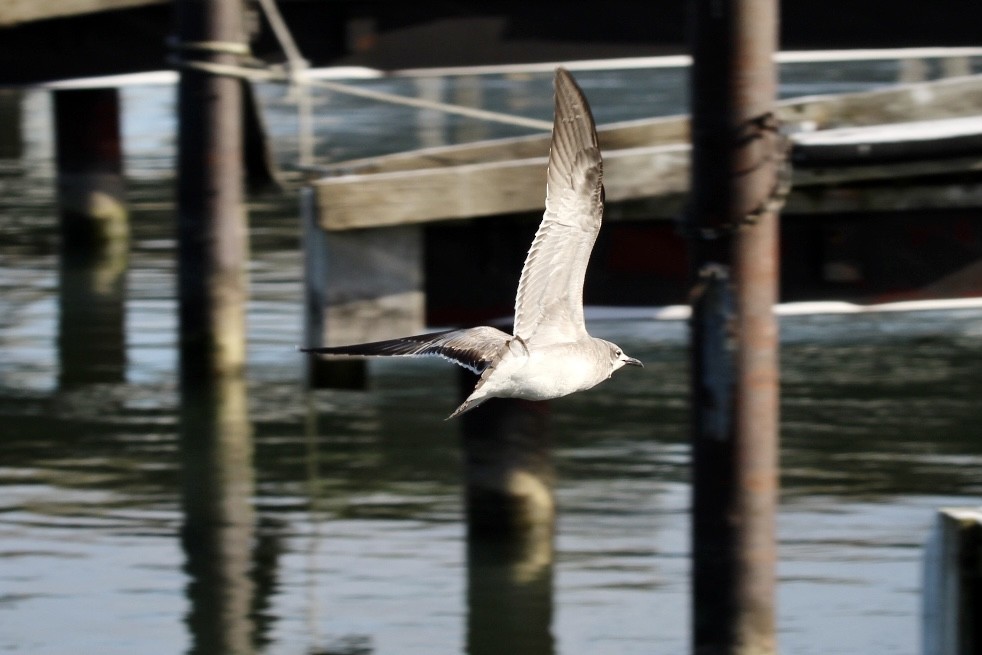 Gaviota Guanaguanare - ML402474151